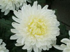 菊花的花語和寓意