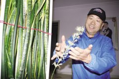 虎皮令箭開花有寓意嗎