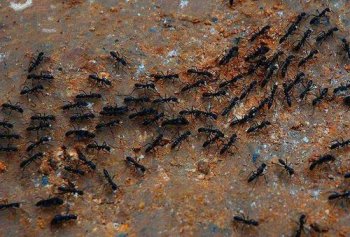 螞蟻搬家是什么征兆