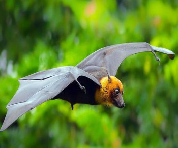 蝙蝠死在家里征兆