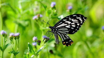 蝴蝶代表什么寓意是什么