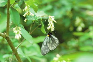 蝴蝶飛到手上預示什么