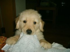 蛇跑到床上預(yù)示著什么