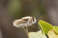 蜜蜂飛進(jìn)家里預(yù)示什么