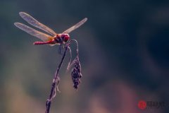 蜻蜓飛到家里征兆
