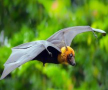 蝙蝠死在家里征兆