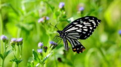 蝴蝶代表什么寓意是什么