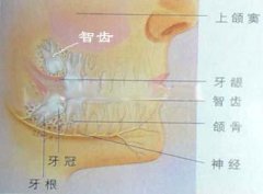 要長智齒的征兆