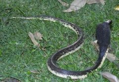 路上遇到蛇有什么預(yù)示