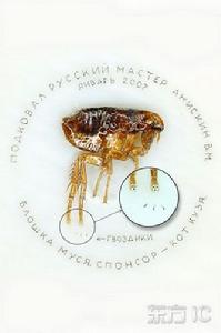 跳蚤效應的意義