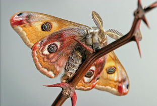 飛蛾飛到家里代表吉兇