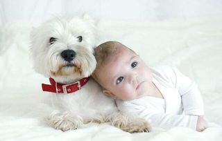 2018年農(nóng)歷幾月出生的狗寶寶最好,生于一月的狗寶寶