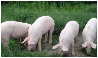 一只豬多少錢,8000元-9000元之間