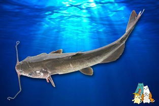 一般清江魚多少錢一斤,以本地成交價為標準一般在20~40元斤