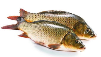 下雨天魚為什么會死,殘餌排泄物的降解將加重水體耗氧