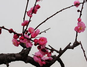 不要人夸顏色好是什么花，描寫的是梅花