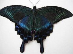 鬼蝴蝶來找人代表什么