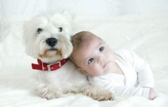 2018年農(nóng)歷幾月出生的狗寶寶最好，生于一月的狗寶寶