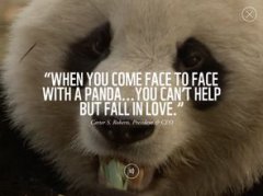 wwf是什么組織，是世界自然基金會(huì)