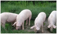 一只豬多少錢,8000元-9000元之間