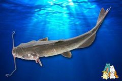 一般清江魚多少錢一斤，以本地成交價為標(biāo)準一般在20～40元斤