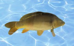 三道鱗是什么魚(yú),是優(yōu)質(zhì)的淡水魚(yú)也叫鏡鱗