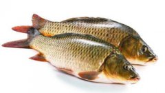 下雨天魚為什么會死,殘餌排泄物的降解將加重水體耗氧