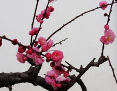 不要人夸顏色好是什么花,描寫的是梅花