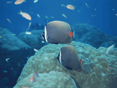 世界上最大的海洋生物是什么，世界上最大的海洋生物是藍(lán)鯨