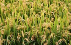 中國最貴的大米多少錢一斤，景陽大米8400元斤