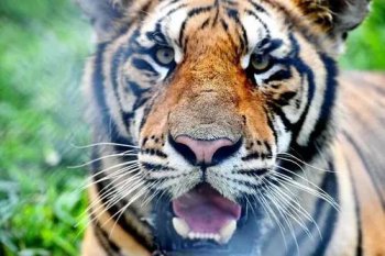 東北虎是幾級保護動物,是國家一級保護動物