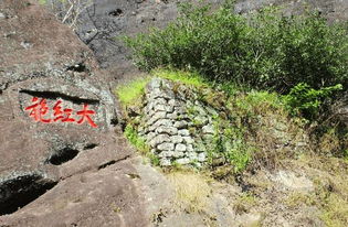 中國最貴的茶葉排名,武夷大山母樹大紅袍,金瓜貢茶
