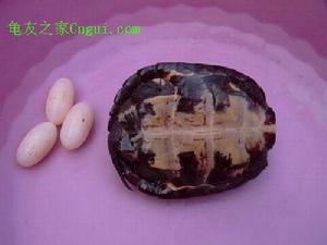 中國最貴的龜排名，安南龜、哈米頓氏龜、 黑頸烏龜