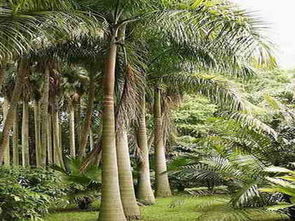 中國的國樹是什么樹，中國的國樹是銀杏