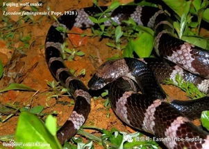 中國第一最毒的蛇,中國大陸最毒銀環(huán)蛇