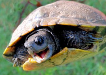 烏龜生活在哪里,主要棲息于江河、湖泊、水庫、池塘及其它水域