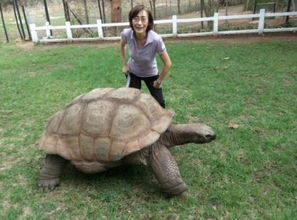 烏龜?shù)膲勖话愣嗌倌辏话銥?50年