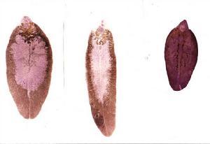 什么動物是雌雄同體，蚯蚓、藤壺、歐洲扁蠣