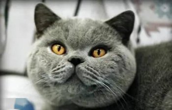 什么品種的貓比較好養,英國短毛貓好養