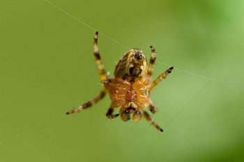 什么現象說明要下雨了,燕子低飛蛤蟆出洞金魚浮水
