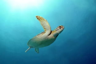 保護海洋生物的宣傳語，保持海洋潔凈，保持地球平衡