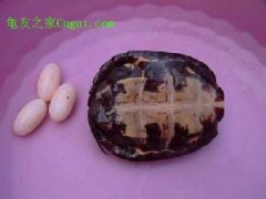 中國最貴的龜排名，安南龜、哈米頓氏龜、 黑頸烏龜