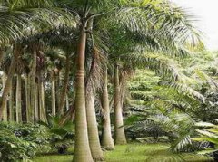 中國的國樹是什么樹,中國的國樹是銀杏