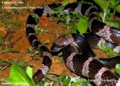 中國第一最毒的蛇，中國大陸最毒銀環蛇