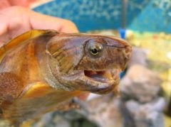 烏龜咬人有毒嗎，沒有毒性會傳染狂犬病