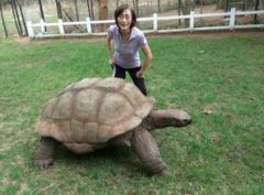 烏龜的壽命一般多少年，一般為150年