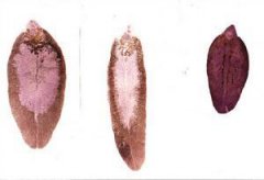 什么動物是雌雄同體，蚯蚓、藤壺、歐洲扁蠣