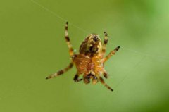 什么現象說明要下雨了,燕子低飛蛤蟆出洞金魚浮水