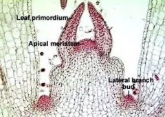 什么組織貫穿于植物體的根莖葉等器官，頂端分生組織