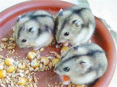 倉鼠的壽命有多長，壽命一般在2～3年